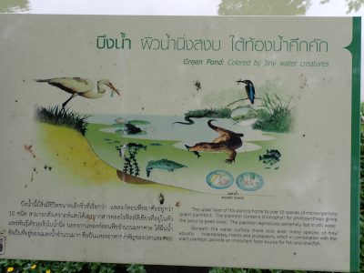 「緑の池」の生態系ガイド板