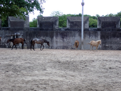 馬の広場②の画像09